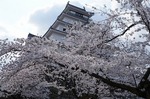 DSC00256.jpg