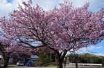 DSC00423.jpg